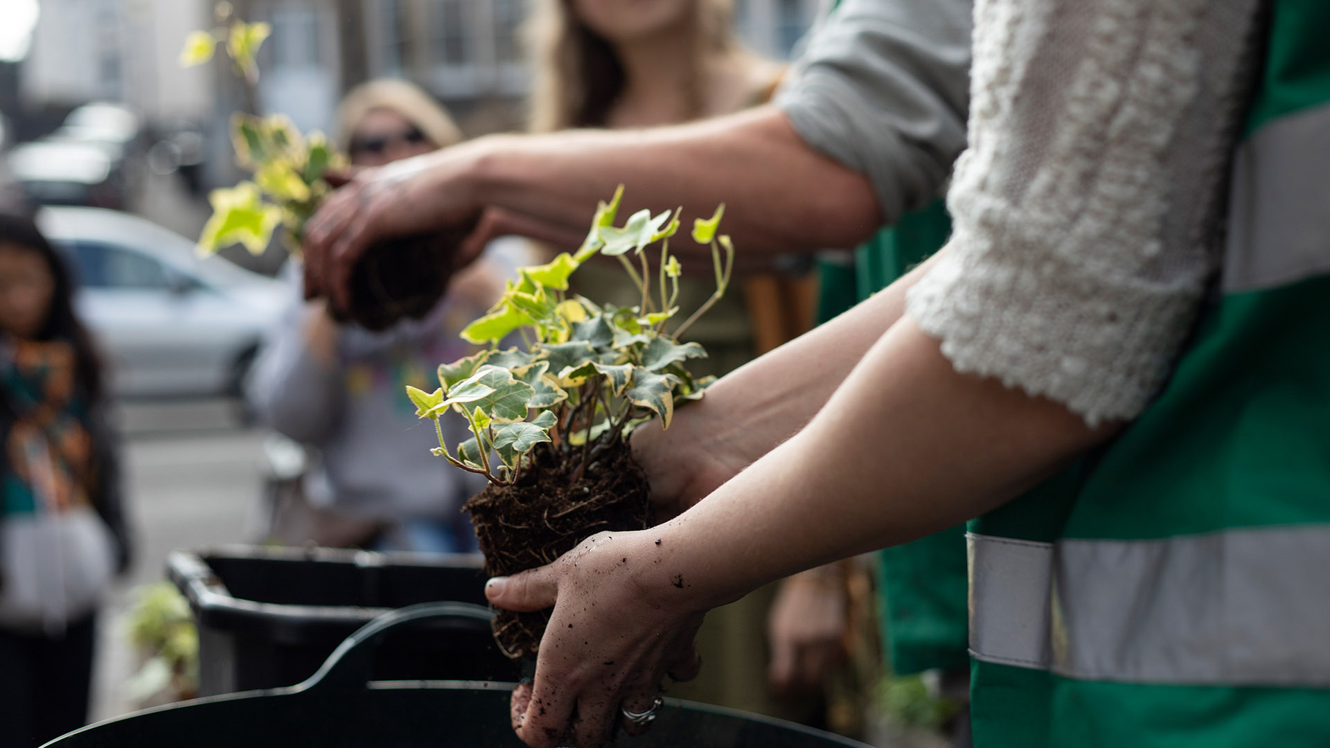 livegraft greenwalls