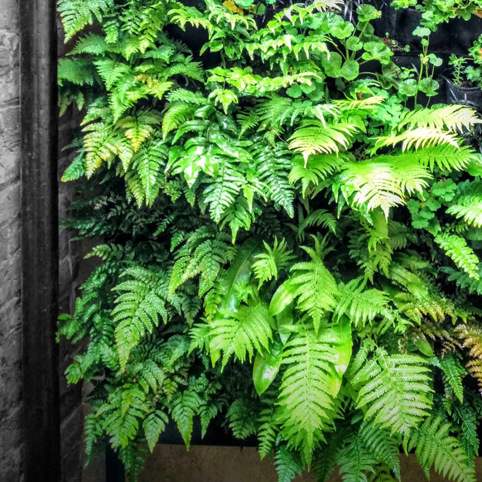 living greenwall