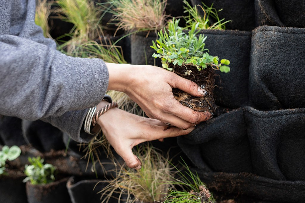 greenwall installer south west
