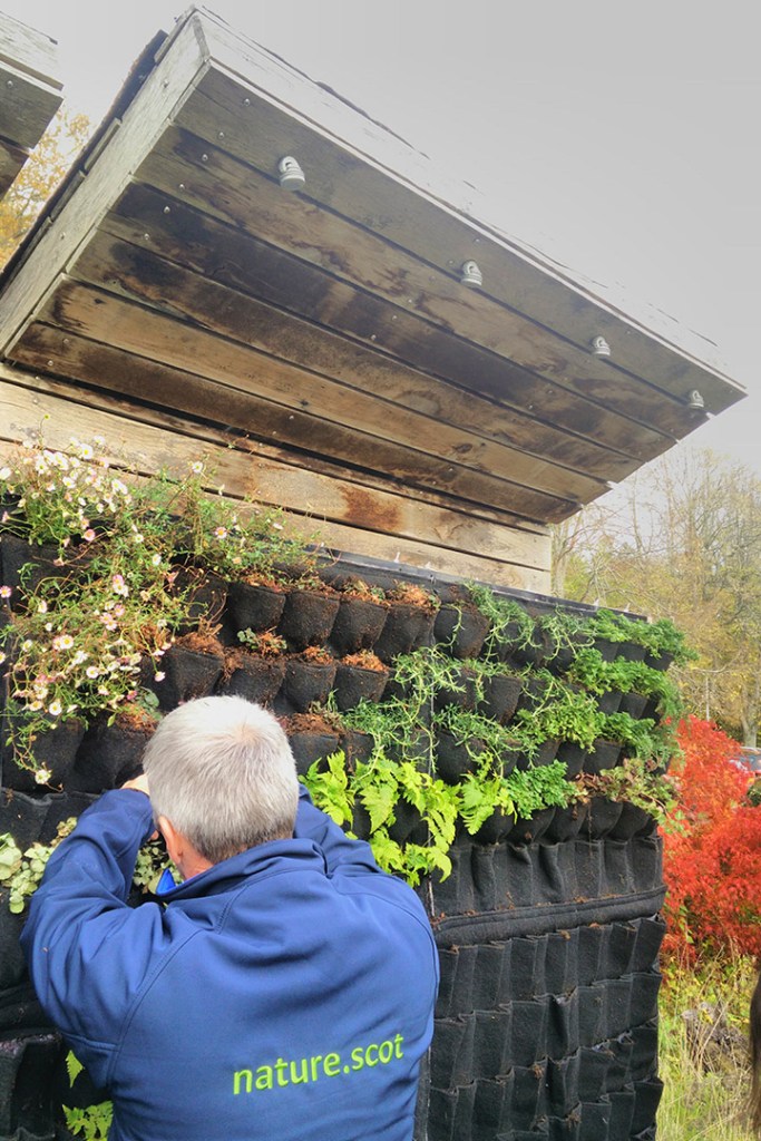 Livingwall Greenwall Vertical Garden in Scotland