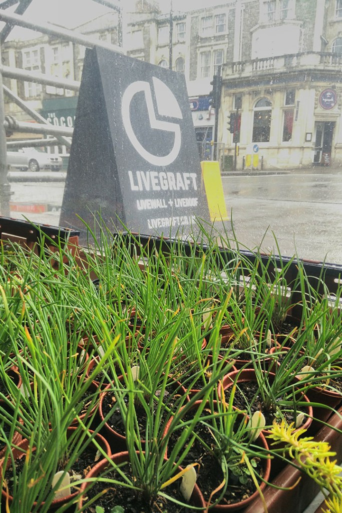 Greenwall in Bristol