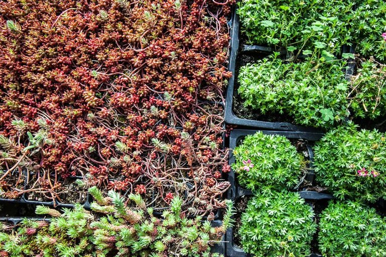 Greenwall in Bristol