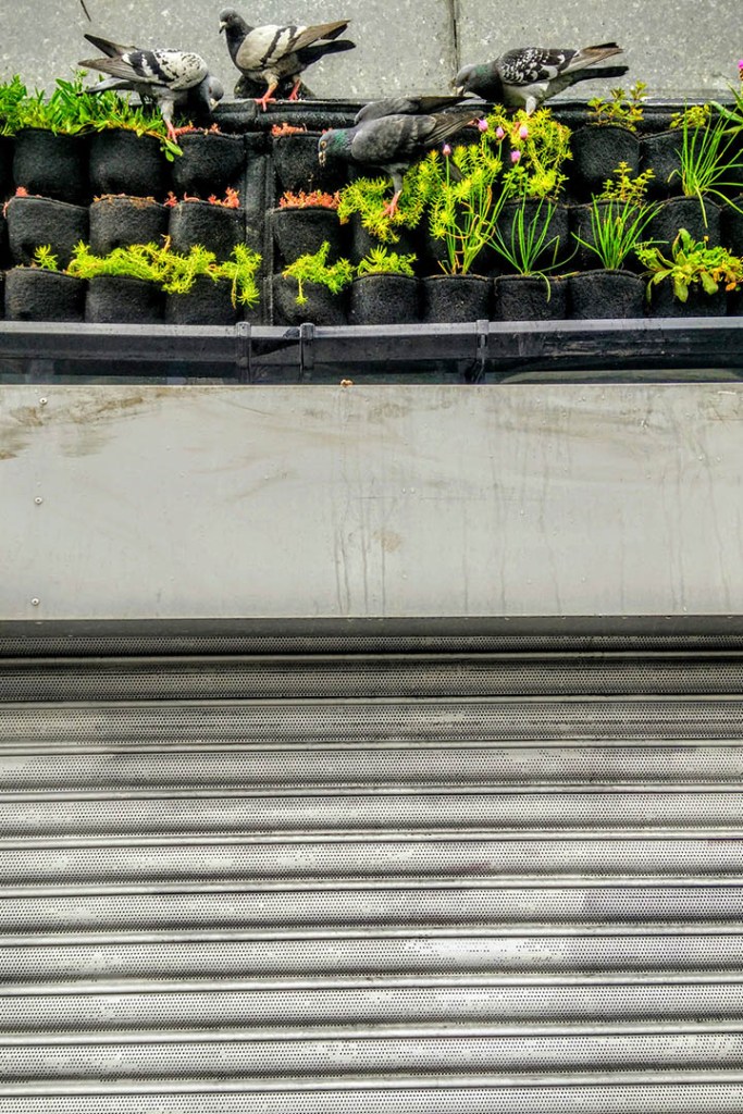 Greenwall in Bristol