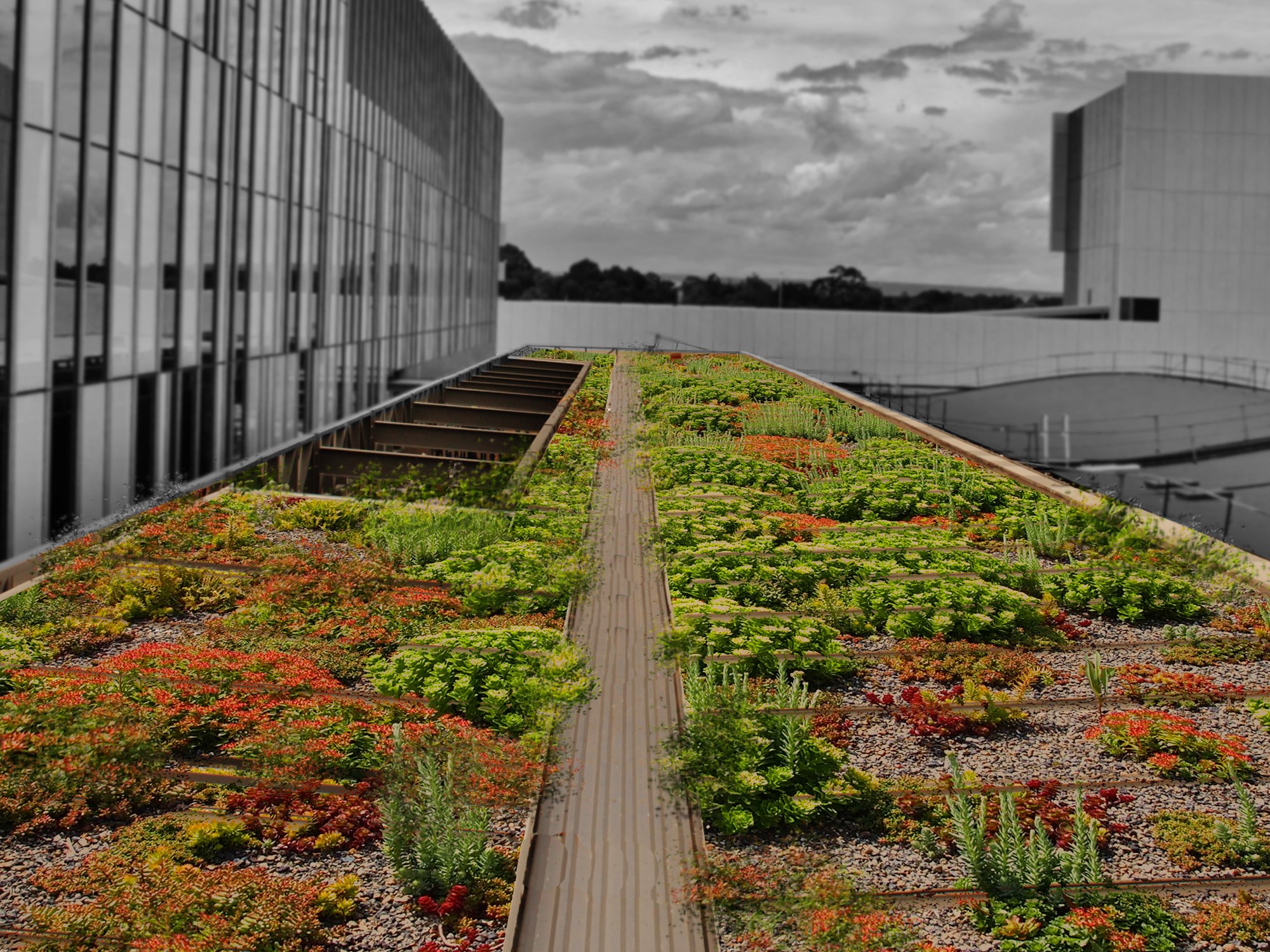 Eco garden green gardener bristol livingwall vertical garden green wall green roof landscaper garden south west uk