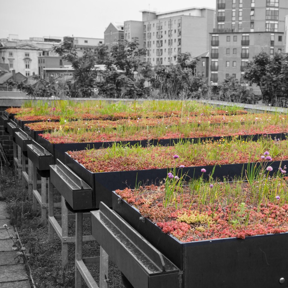 Sustainable garden green eco gardener bristol livingwall vertical garden green wall green roof landscaper garden cardiff